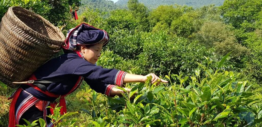 Trà Shan tuyết cổ thụ Việt Nam - Các Kiểu Việt Xịn